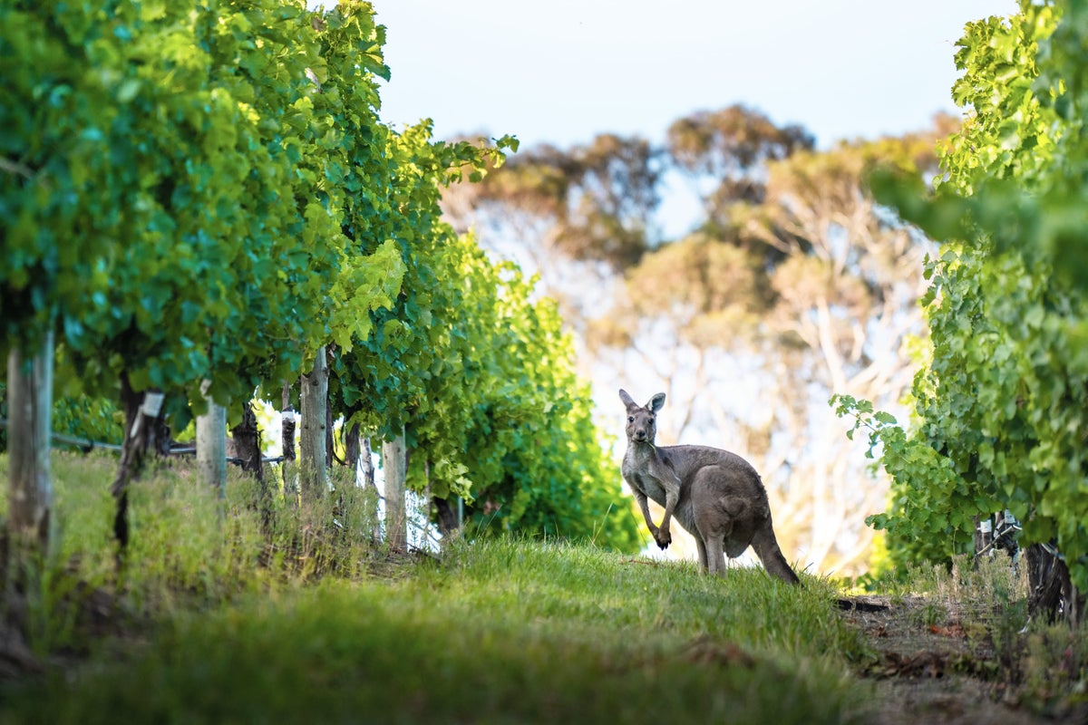 Australia’s famous wine region that has much more to offer than vineyards