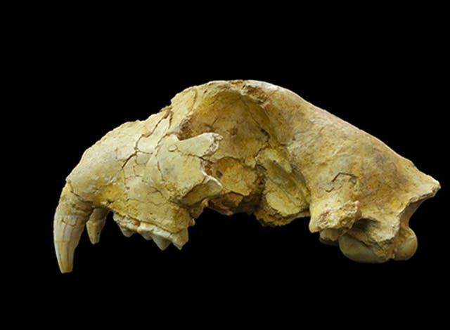 <p>Cave lion skull excavated from Shizuoka Prefecture, central Japan</p>