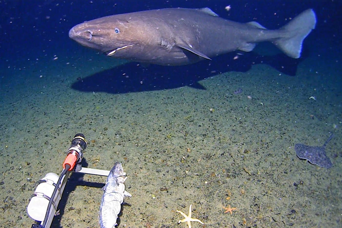 Surprise shark caught on camera for first time in Antarctica’s near-freezing deep Surprise shark caught on camera for first time in Antarctica’s near-freezing deep