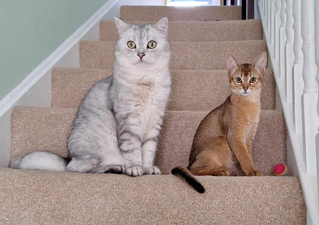 <p>Scientists discovered the genetic changes that drive cancer formation in cats are similar to those seen in humans. </p>