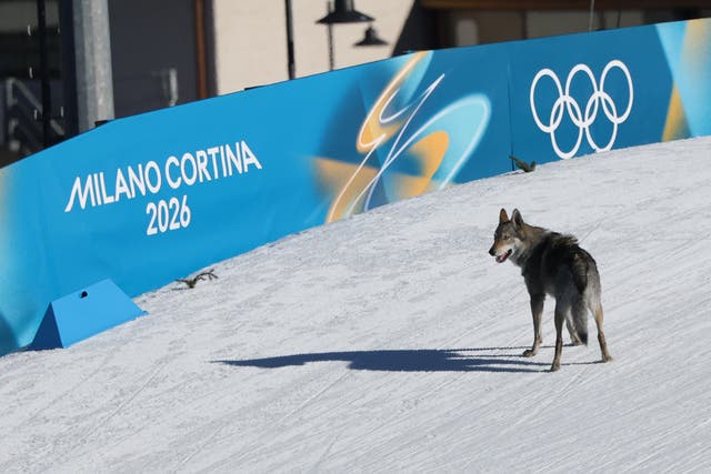 <p>A dog wanders on the ski trail during the women's team cross country free sprint qualification event</p>