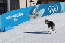 Husky or wolf? Dog gatecrashes team cross country to steal show at Winter Olympics