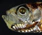 New study challenges theory about deep-sea fish mystery