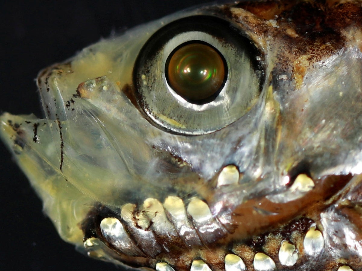 Deep-sea-fish-species-