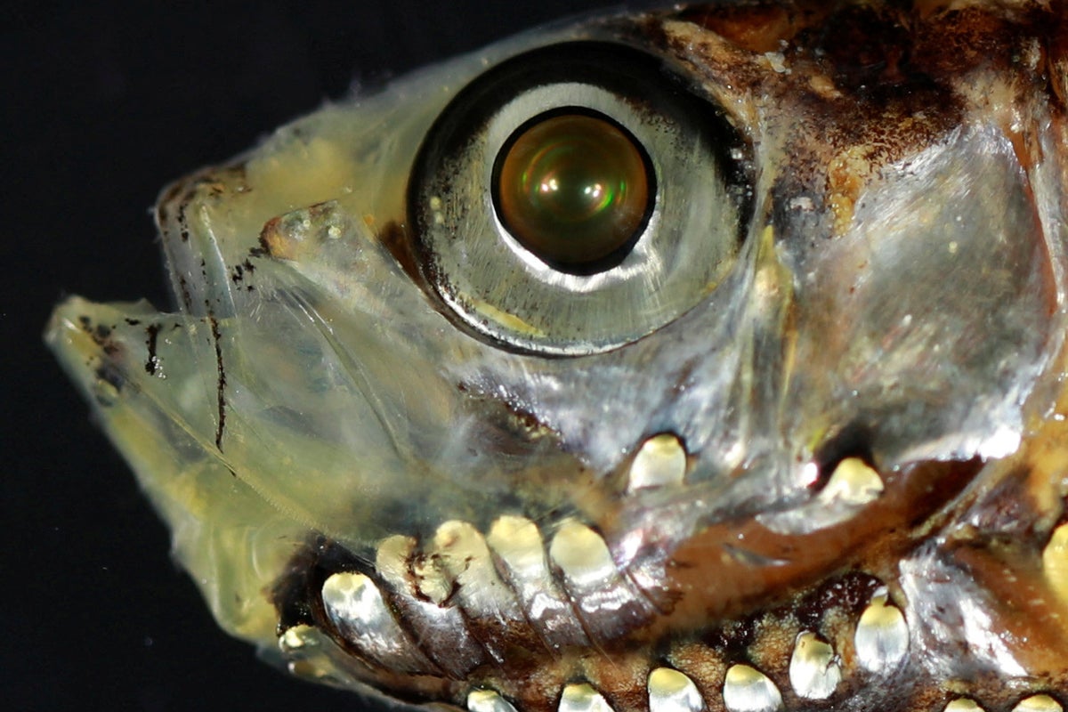 コンピュータ・IT Deep Sea Fishes コンピュータ・IT Deep Sea Fishes