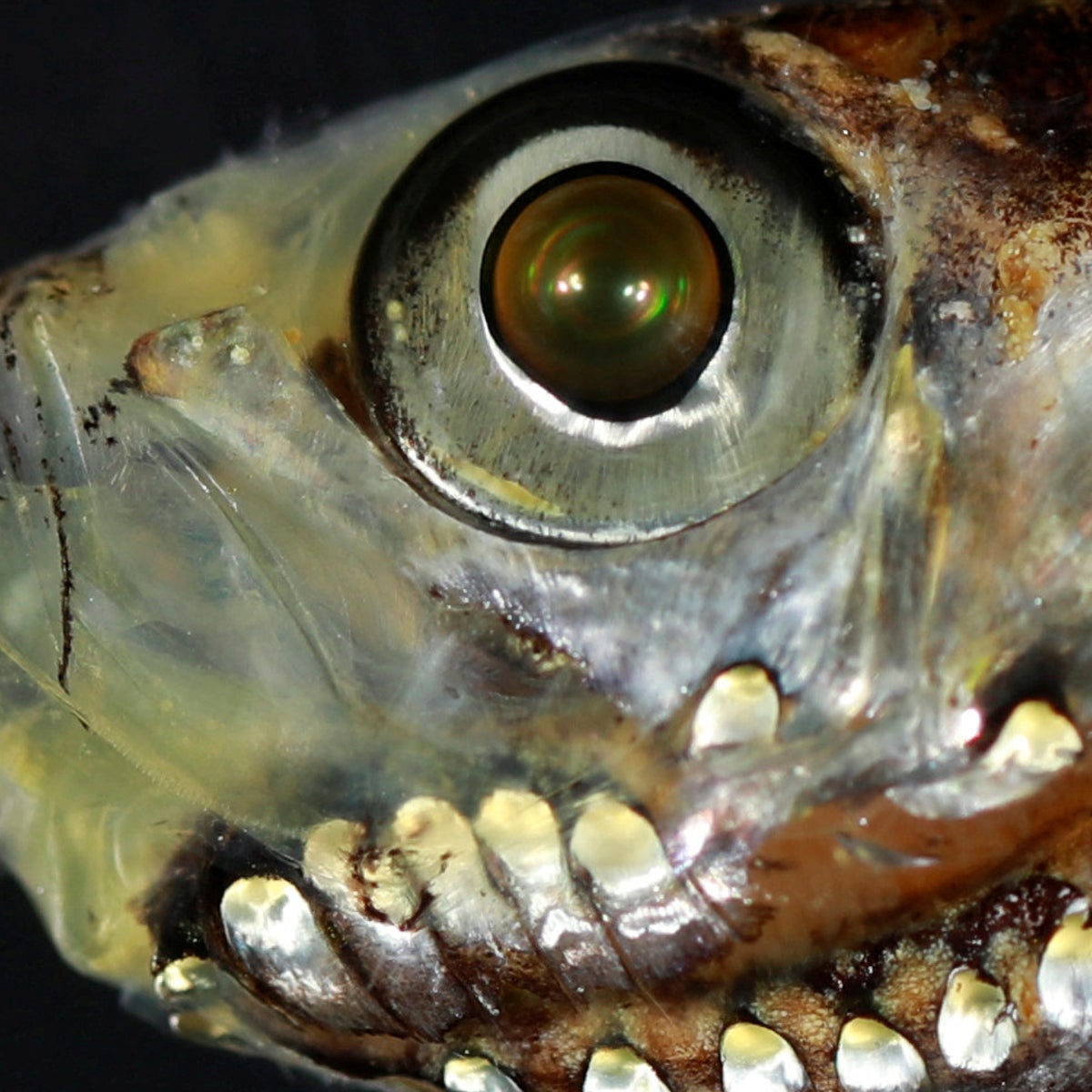 New study challenges theory about deep-sea fish mystery | The