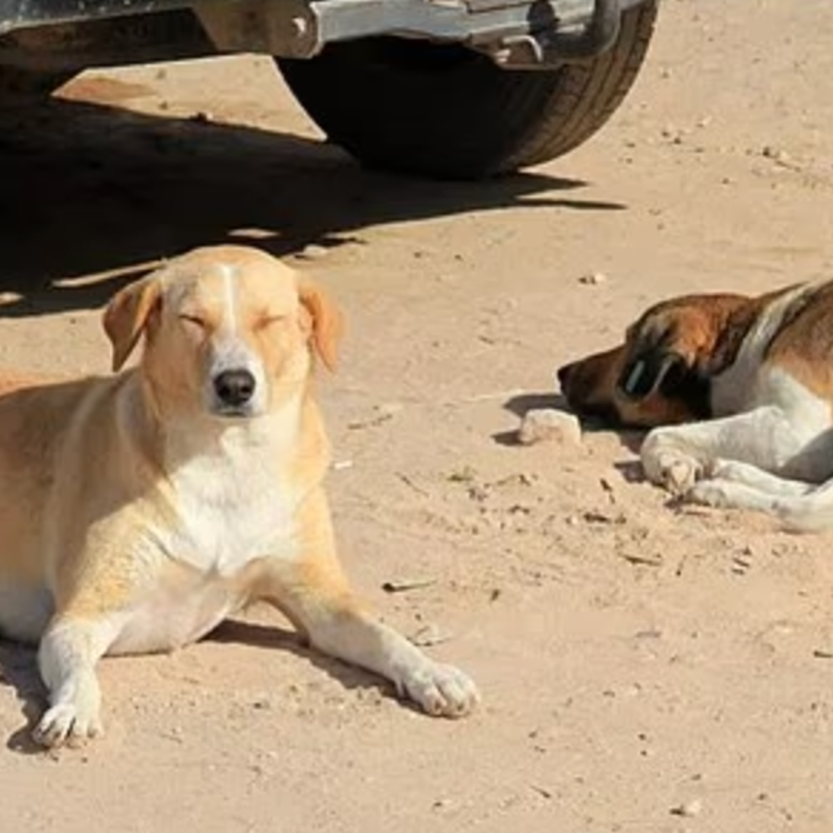 World Cup host accused of culling millions dogs before ...