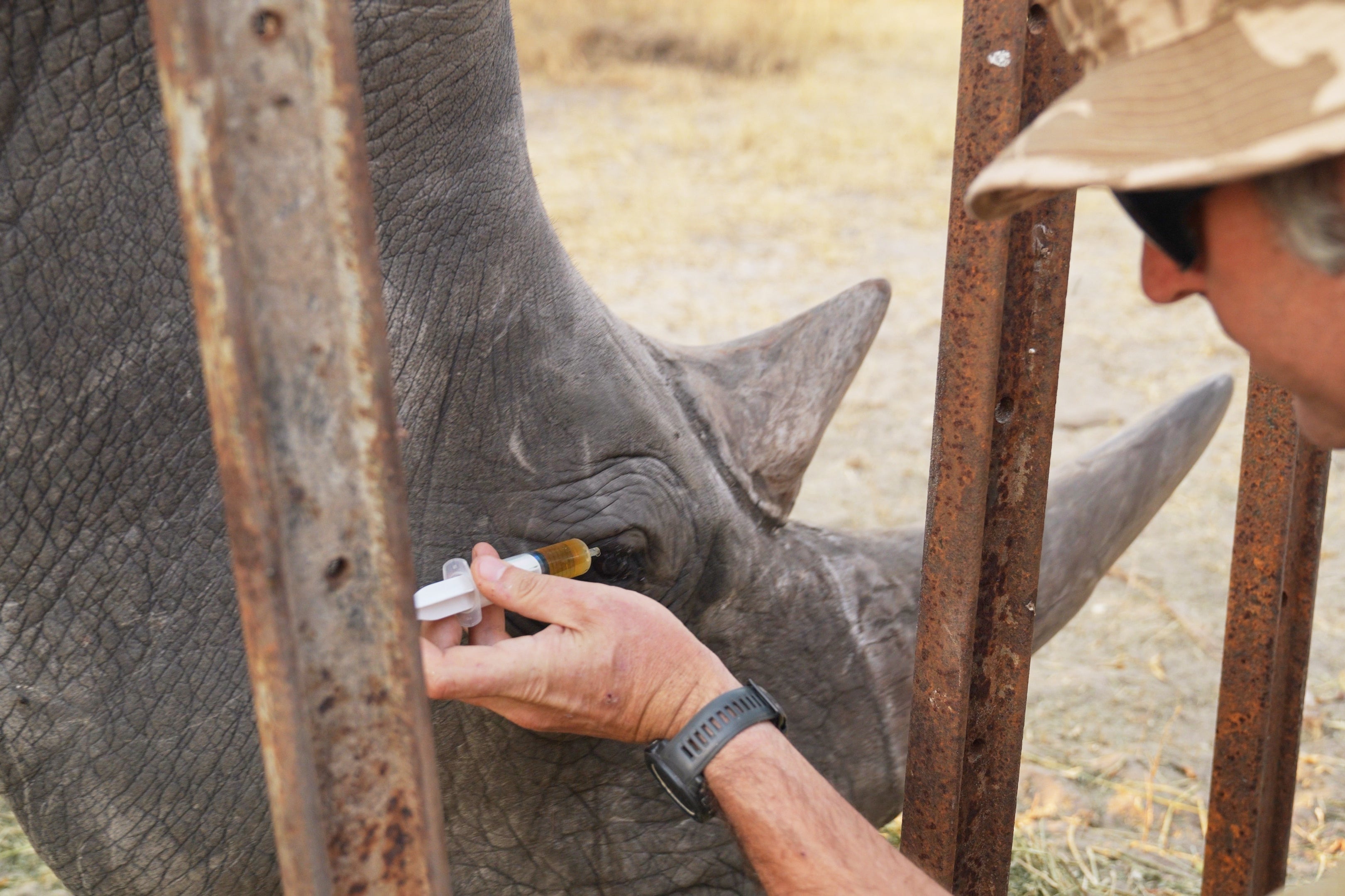 The intervention was vital for the Community Rhino Conservation Initiative, supported by Imvelo Safari Lodges, which is working to reintroduce southern white rhinos to communal lands in Zimbabwe for the first time