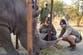 ‘Ridiculous’ plan developed in US zoo saves wild rhino’s bleeding eyes in Africa