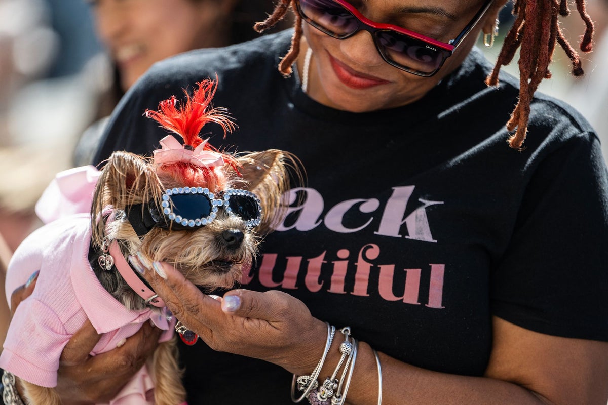 Your dog&rsquo;s gut health could determine how long they survive after cancer treatment