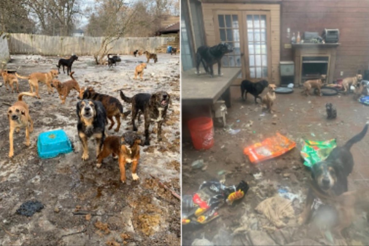 61 dogs rescued from ‘physically revolting’ Michigan house of horrors as dozens of other animals found dead, police say