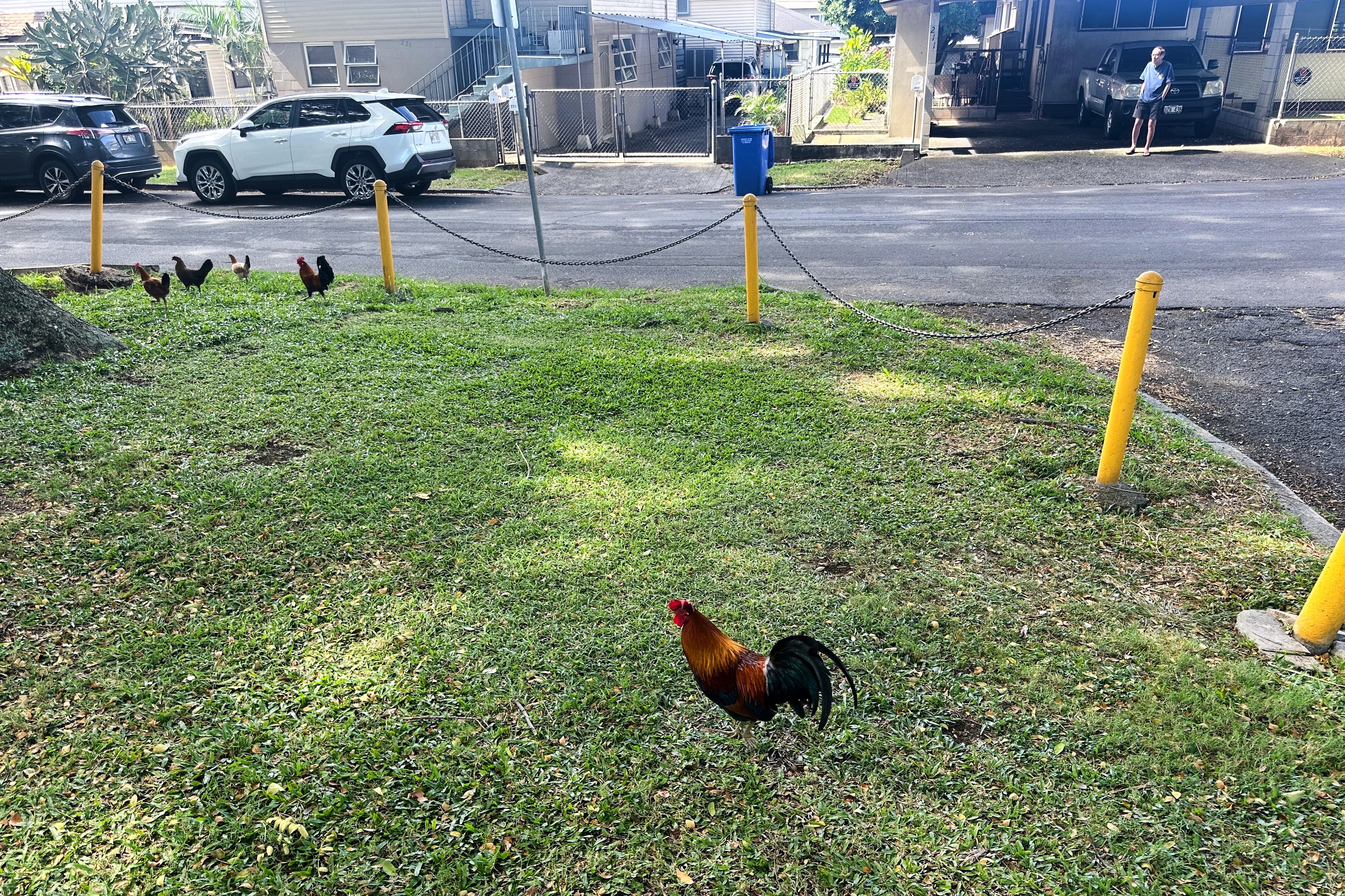 Feral Chickens Hawaii