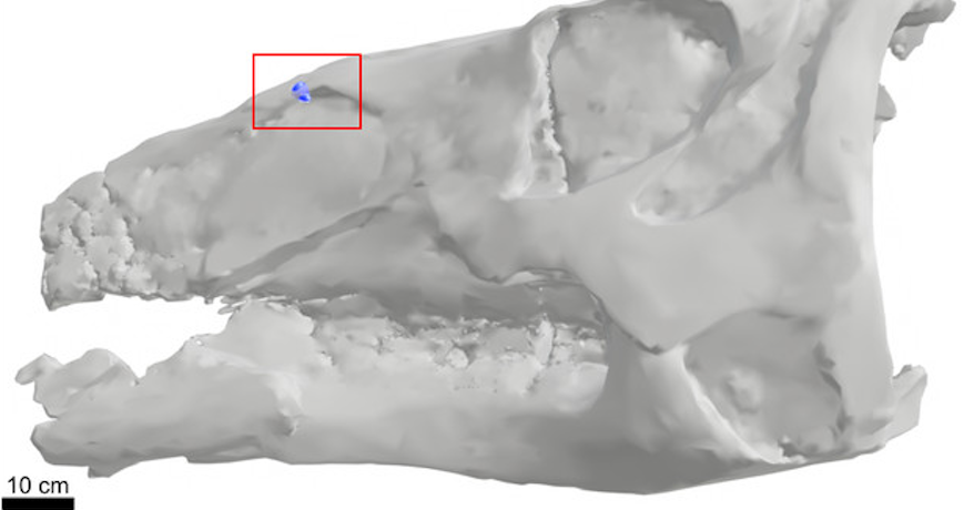 एम्बेडेड टी-रेक्स दात असलेली एडमोंटोसॉरस कवटी