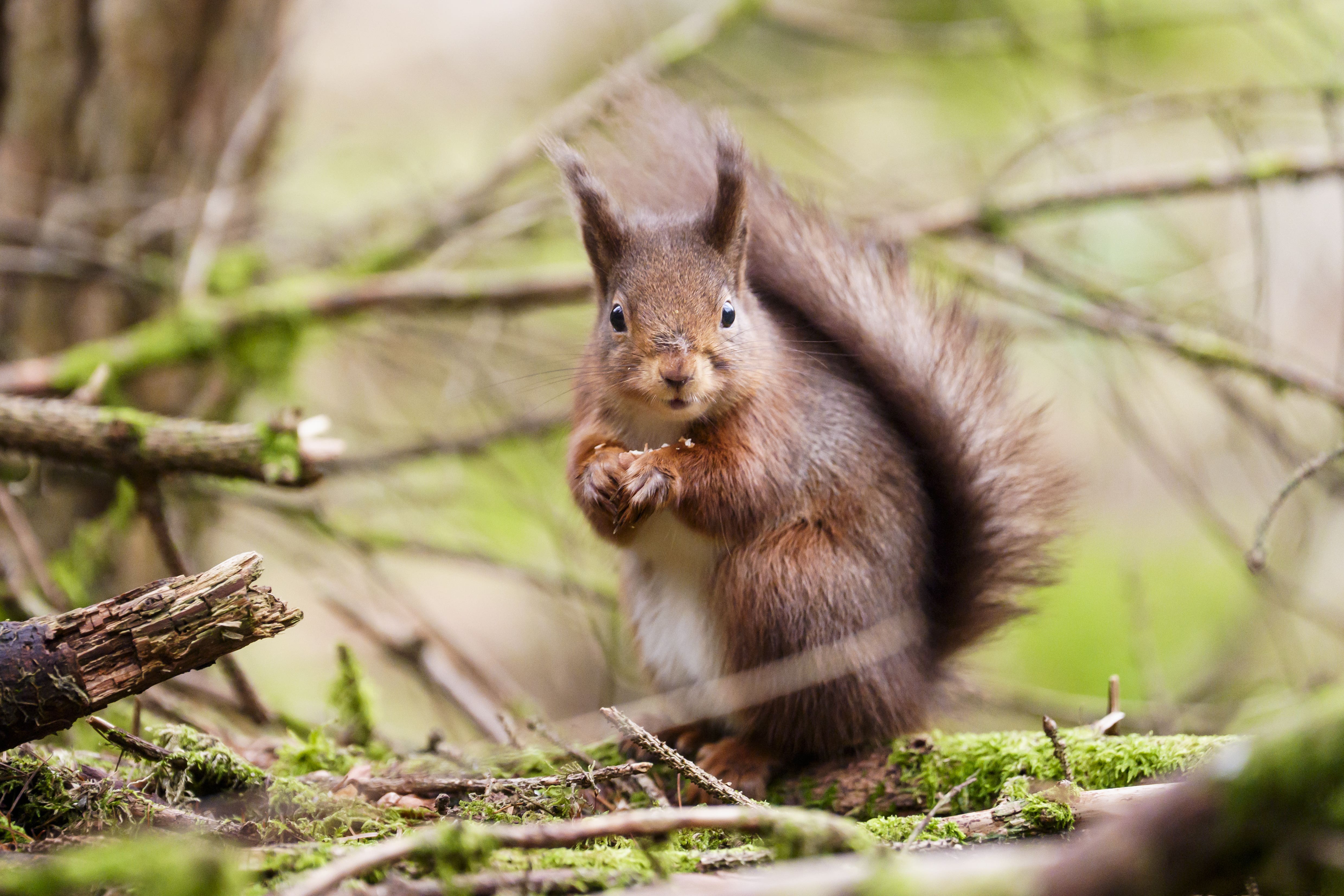 A red squirrel forages for food (PA)