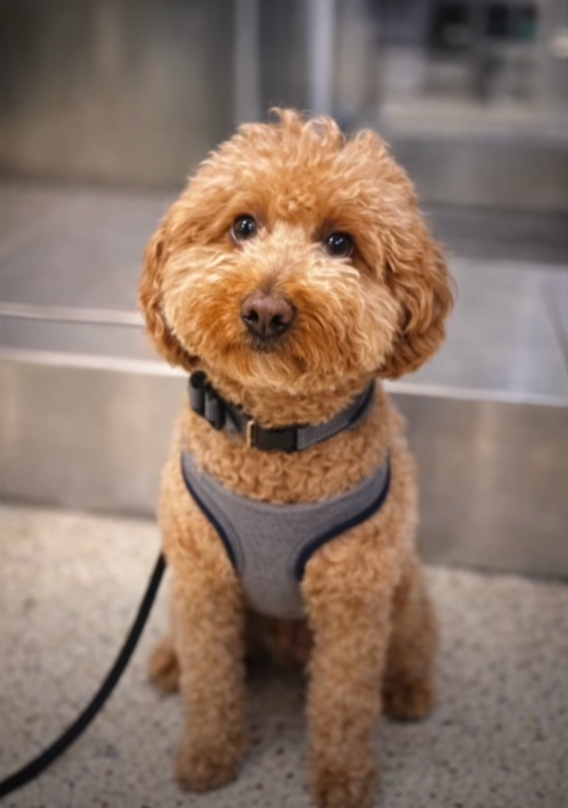 The 2-year-old golden doodle was forlorn after being abandoned by his owner at Harry Reid International Airport.
