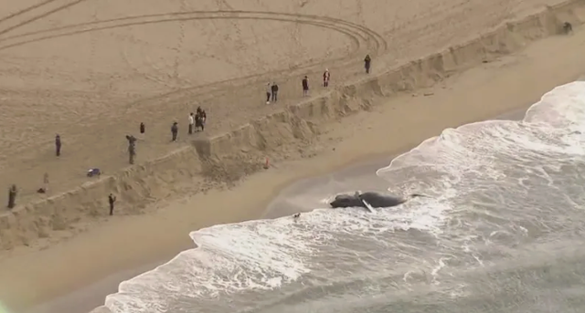 <p>A dead whale washed ashore Wednesday at a popular stretch of Newport Beach, California, prompting officials to warn locals to stay away from the massive carcass</p>