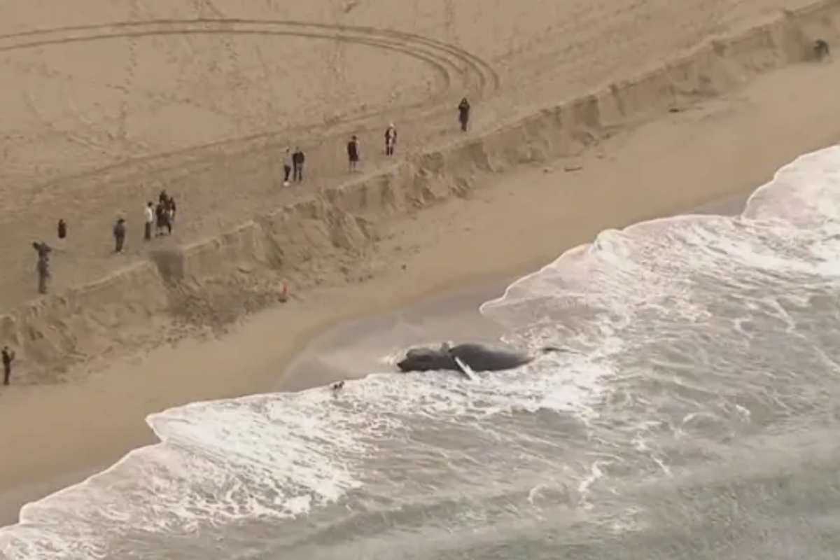 Dead, 11-ton humpback whale washes up on California beach as officials warn locals to stay away: ‘It’s massive’ – UK Times Dead, 11-ton humpback whale washes up on California beach as officials warn locals to stay away: ‘It’s massive’ – UK Times