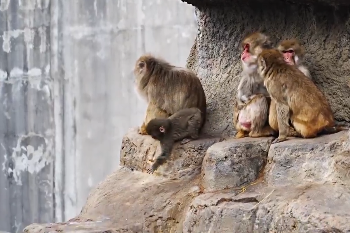 Abandoned baby monkey with plushy ‘mother’ finally finds new family as heartbreaking story goes viral – UK Times Abandoned baby monkey with plushy ‘mother’ finally finds new family as heartbreaking story goes viral – UK Times