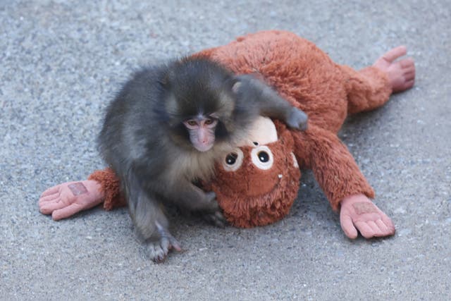 <p>This photo taken on February 19, 2026 shows a 7 month-old male macaque monkey named Punch, who was abandoned by his mother shortly after birth, spending time with a stuffed orangutan toy at Ichikawa City Zoo </p>