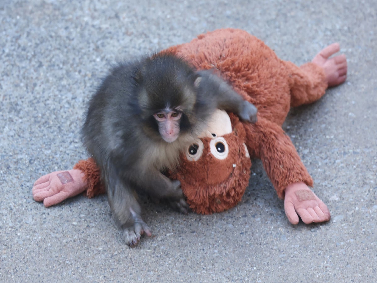 Internet falls for baby monkey Punch who clung to a plush toy after his  mother abandoned him | The Independent