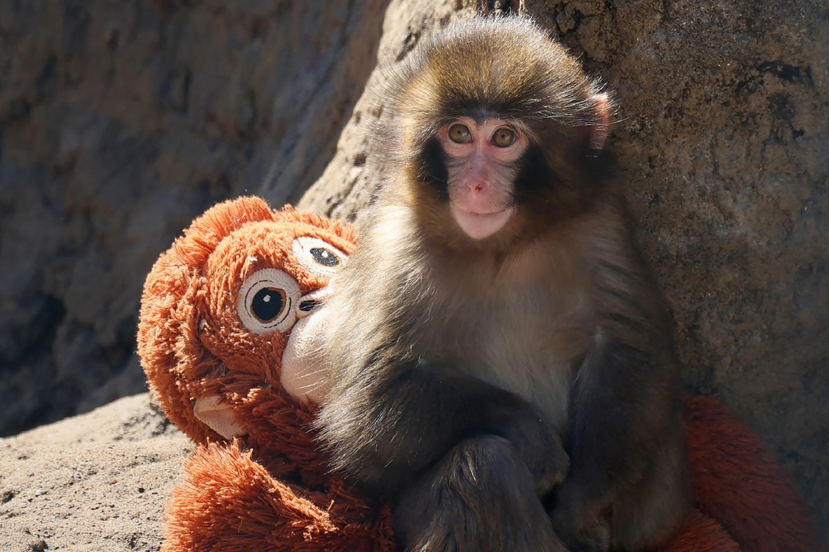 PETA Breaks Silence On Baby Monkey Punch Who Went Viral After Mom Abandoned Him