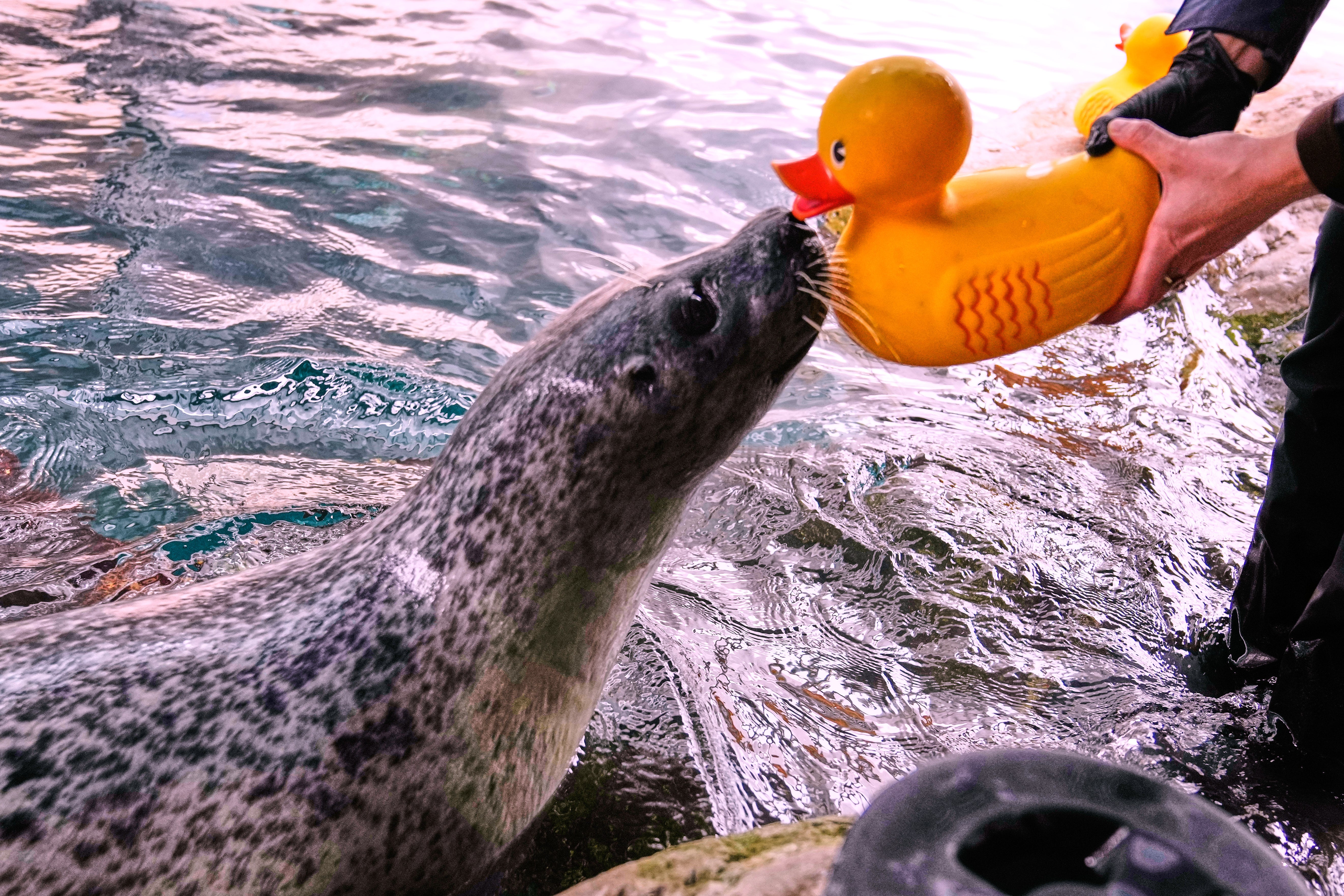Seal Learning Rubber Duck