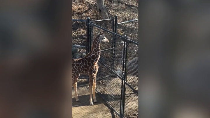 <p>Giraffe and ostrich gets into epic staring contest at Memphis Zoo</p>