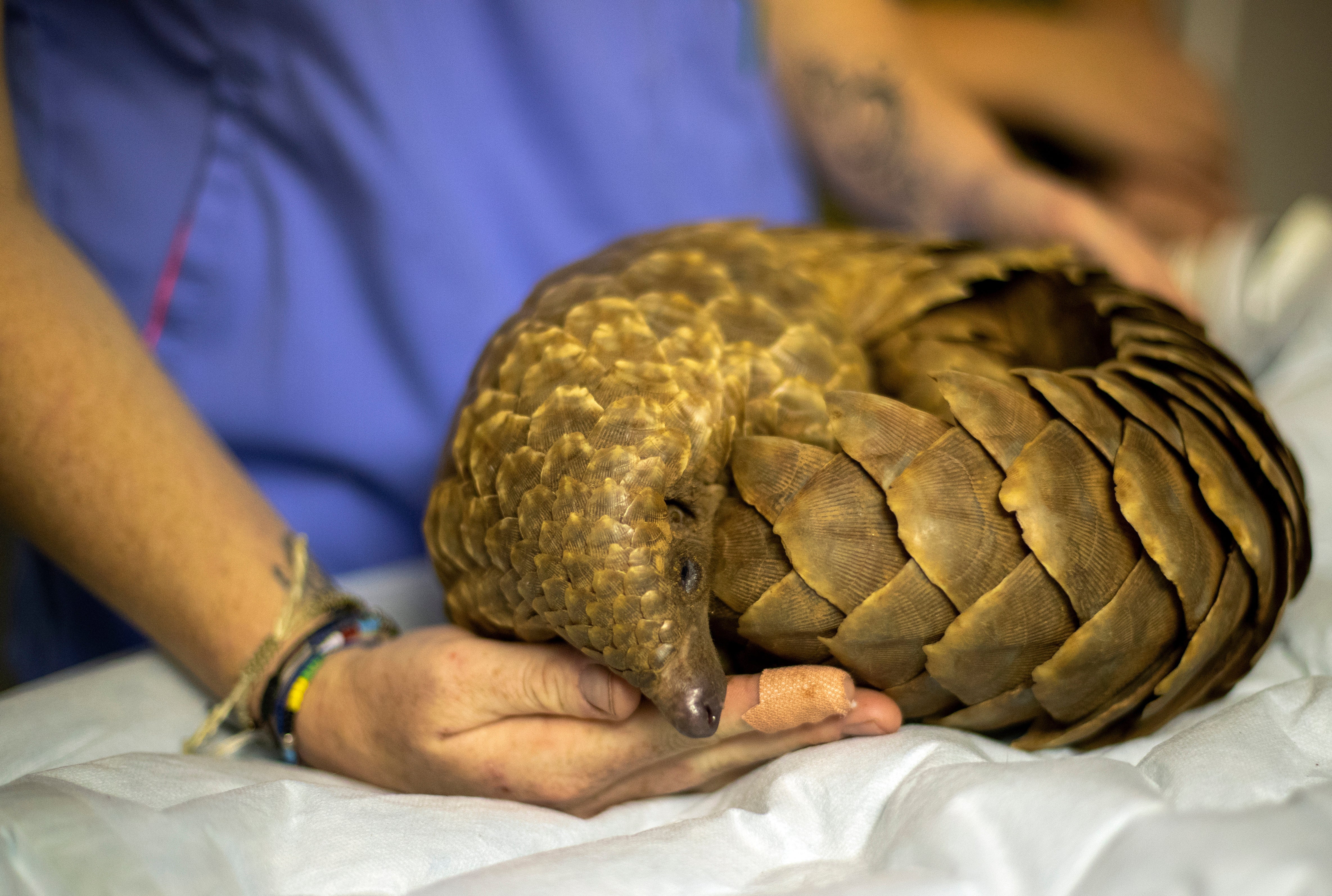 South Africa World Pangolin Day