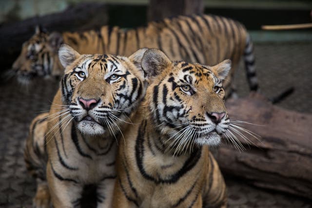 <p>File Photo: Tigers roam through an enclosure at Tiger Kingdom in Mae Rim, Thailand</p>