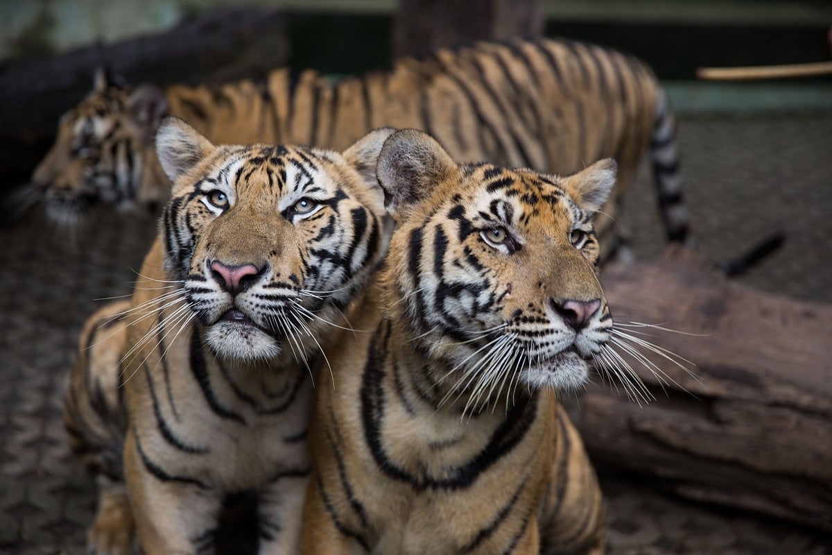 Virus outbreak kills 72 captive tigers at Thailand tourist parks – UK Times Virus outbreak kills 72 captive tigers at Thailand tourist parks – UK Times