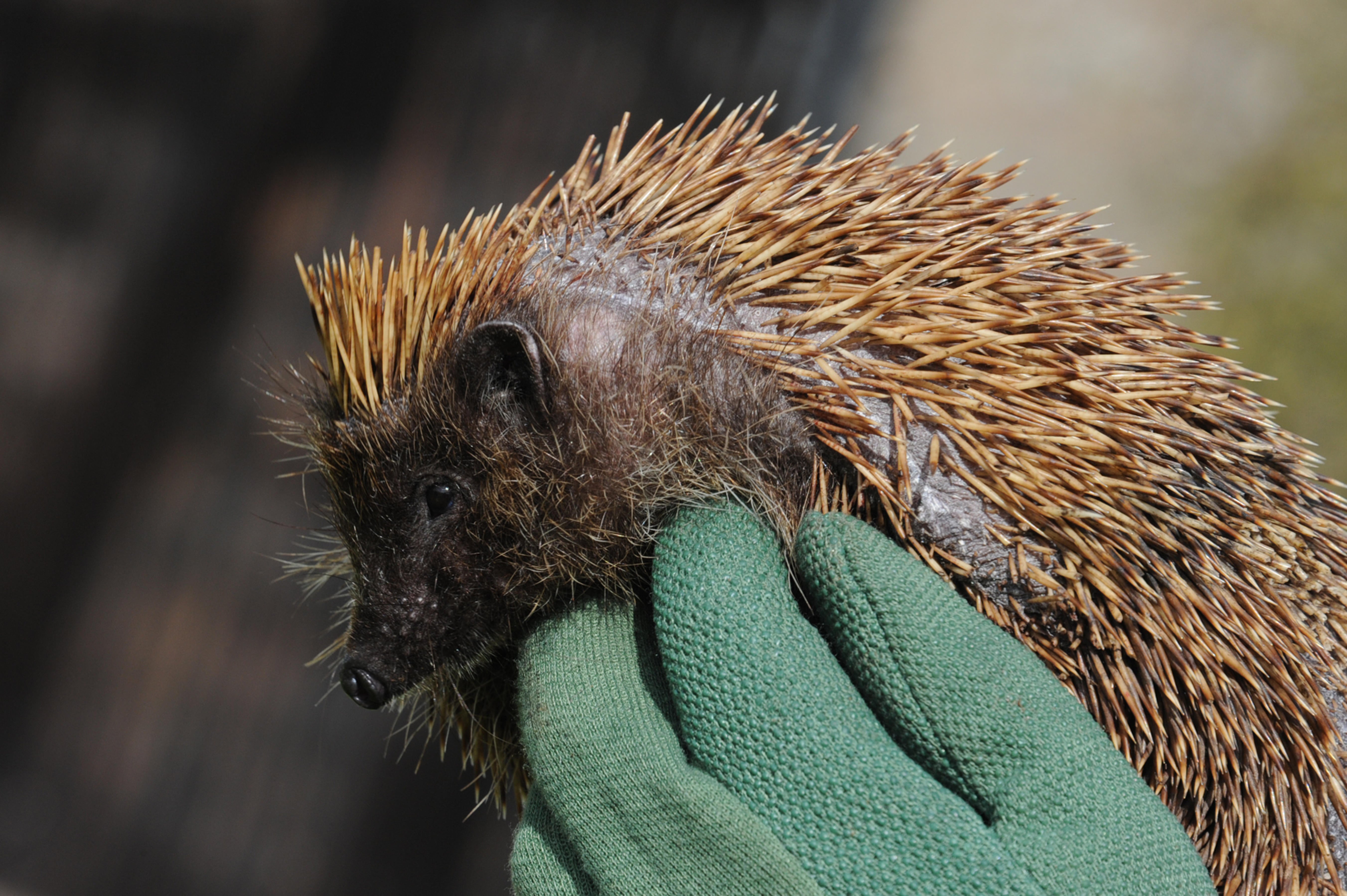 <p>Only touch hedgehogs if they are injured, wildlife experts say</p>