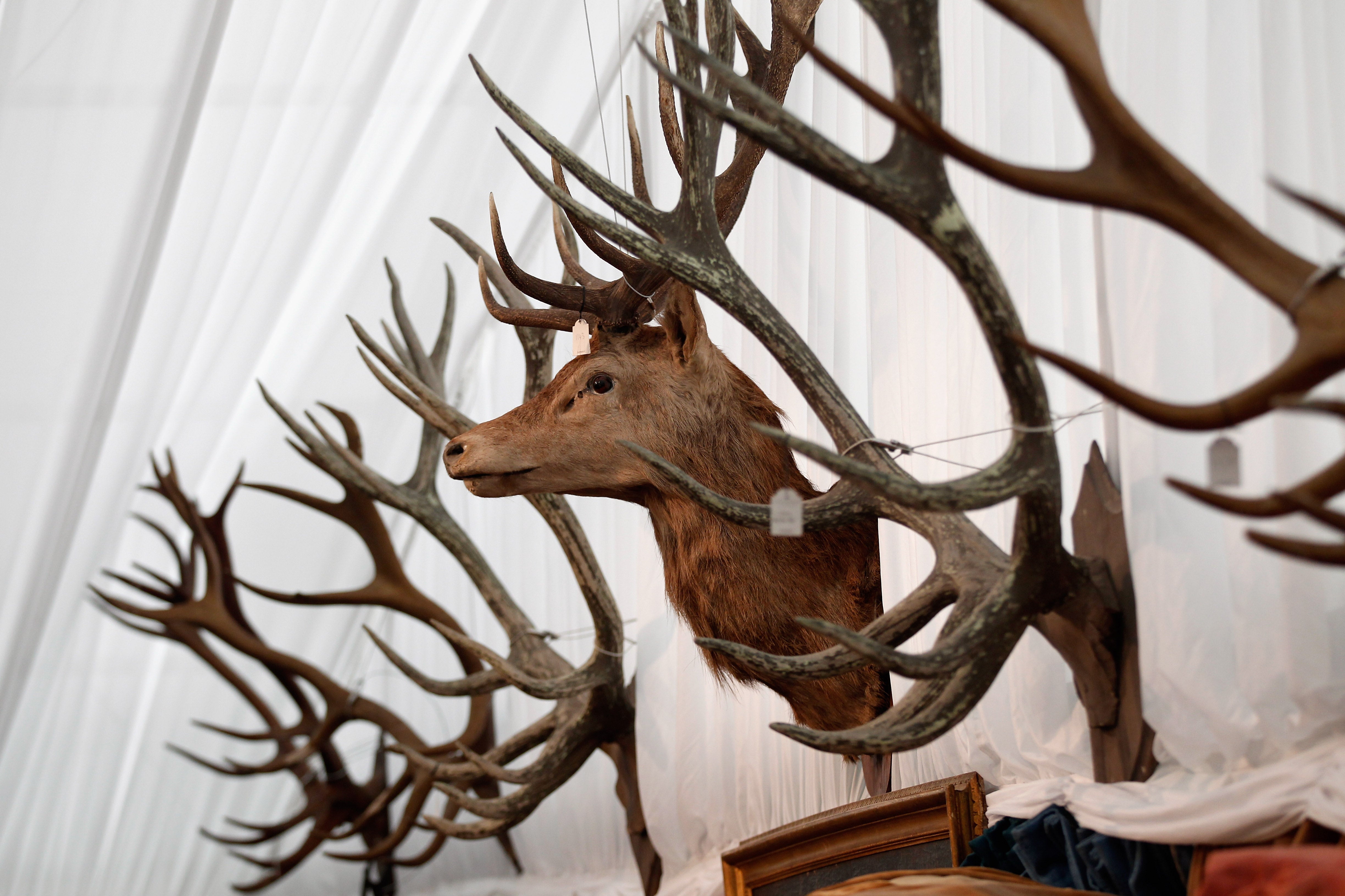 Dennis and Patricia Swartz blame LongHorn Steakhouse management for not ensuring the antlers on the wall above their table, like the ones seen here, were properly secured