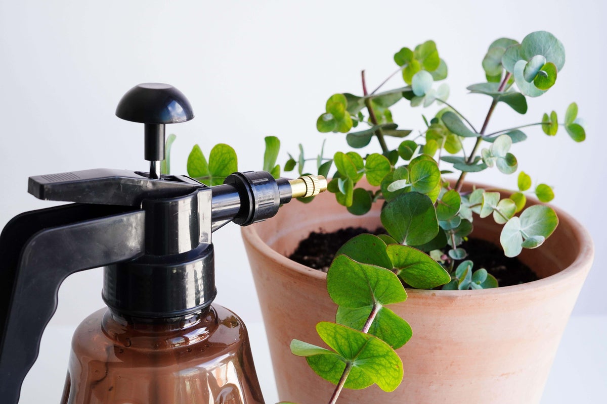 Are you overwatering your houseplants? Are you overwatering your houseplants?