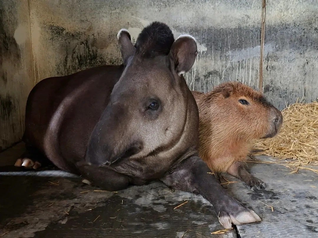 Zoo's decision to put down two unlikely animal friends on the same day 'so neither would be lonely' sparks debate
