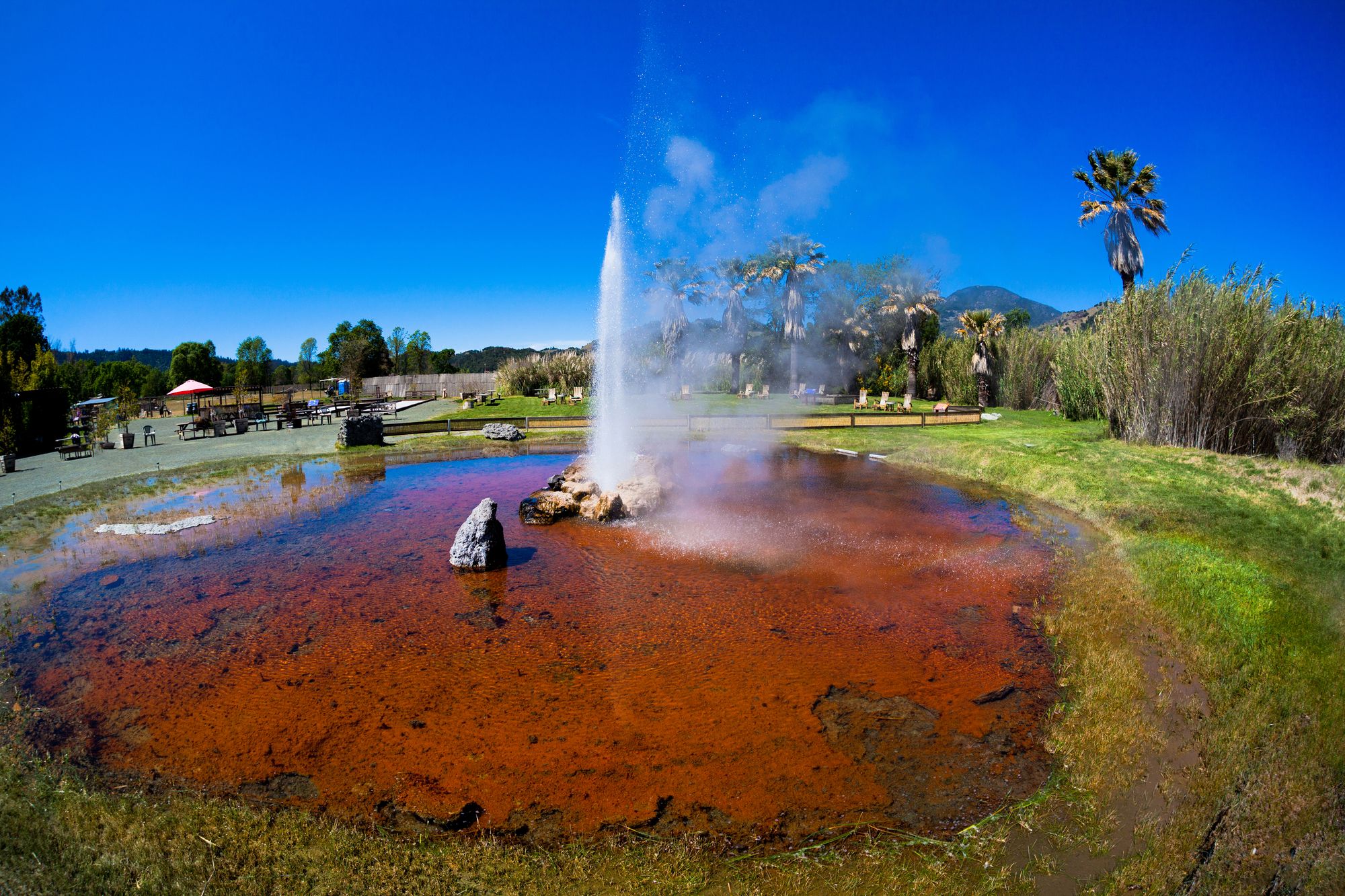 The Old Faithful geyser in Calistoga, a reminder that the city rests on active geothermal ground