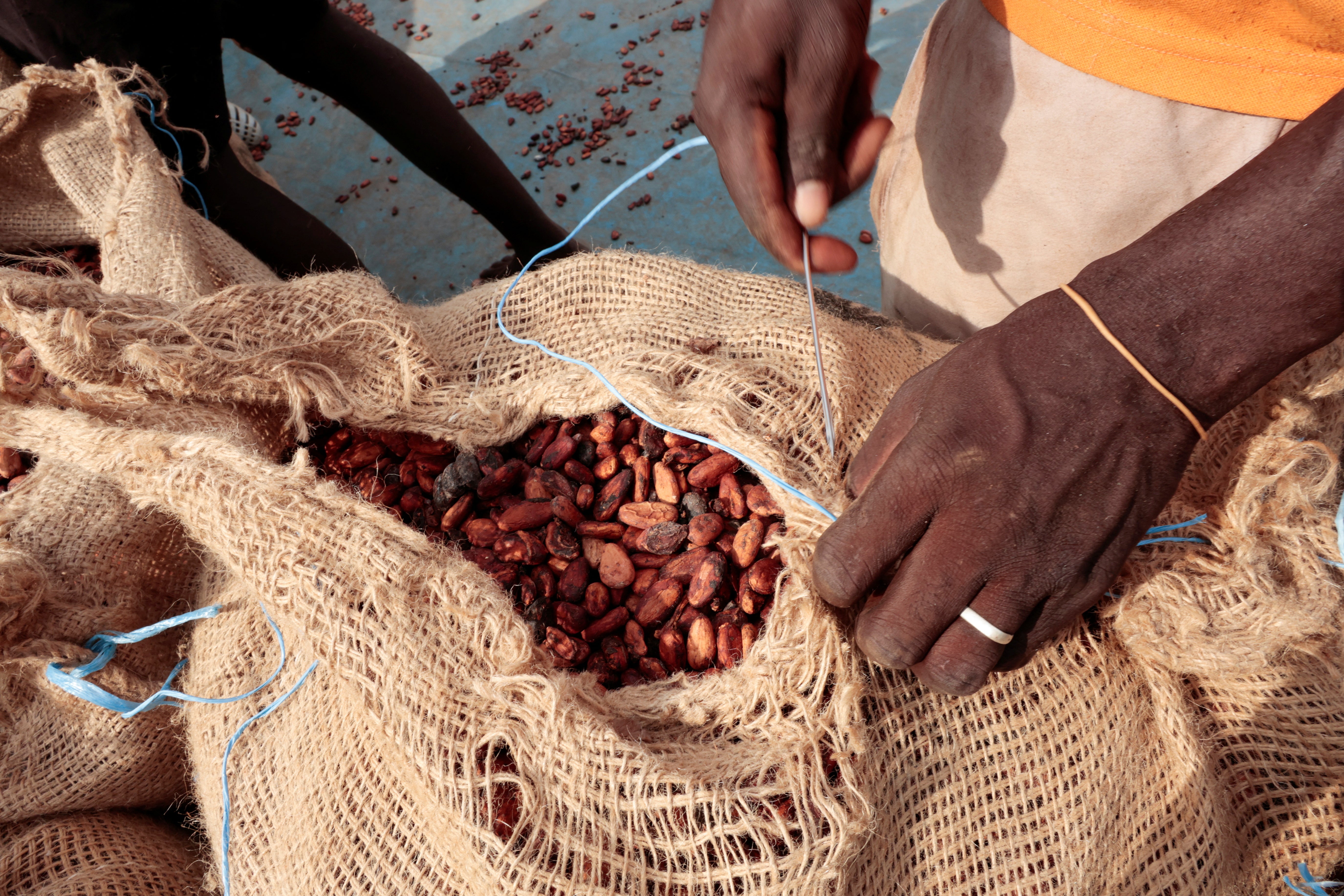 independent.co.uk - Emmanuel Bruce - Cocoa crisis unfolds as farmers wait several months for payments