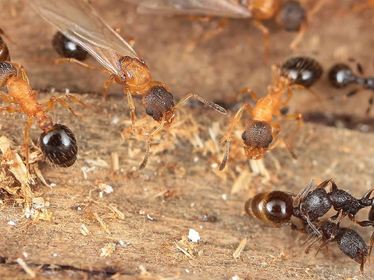 Parasitic ant species where every individual is a queen discovered