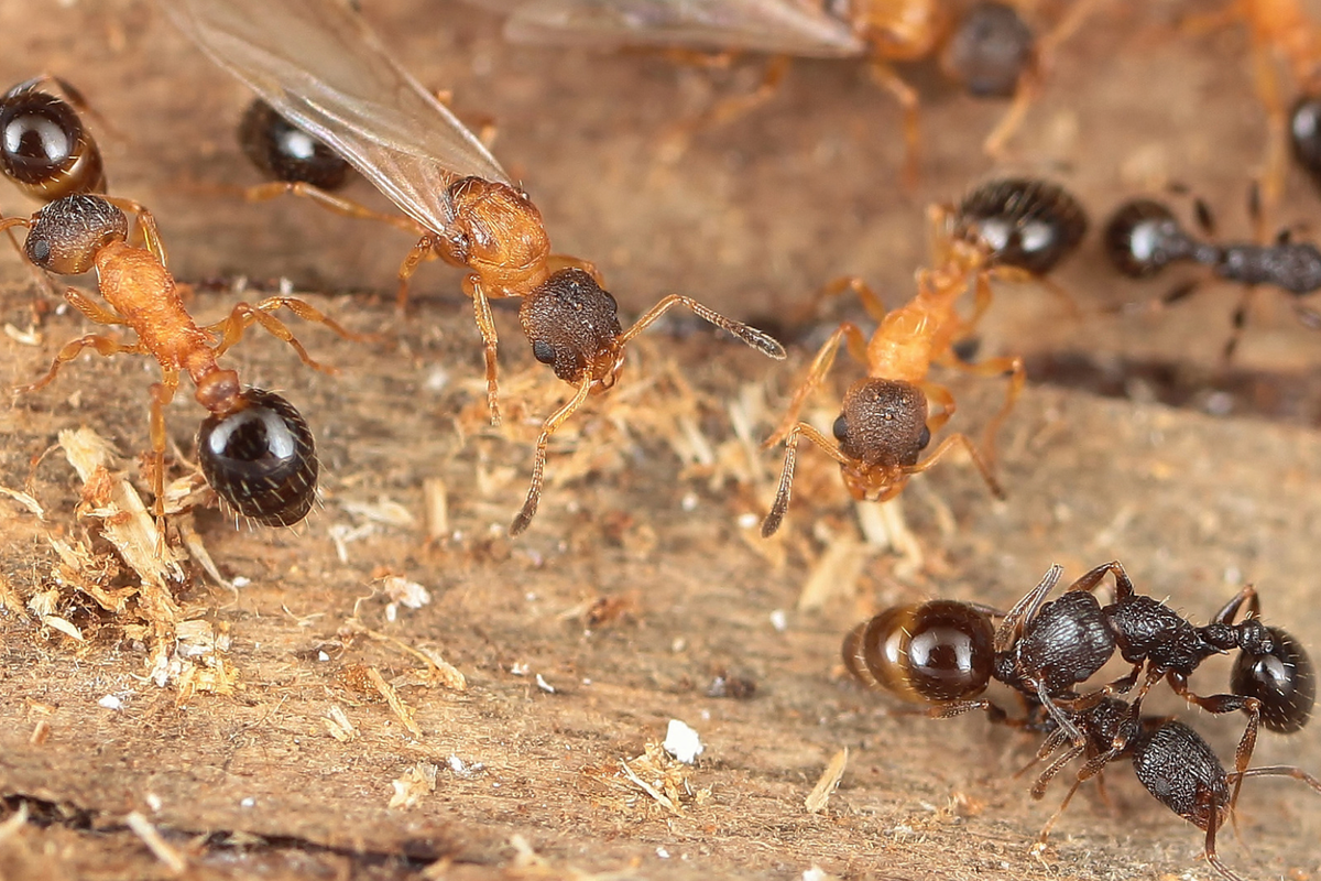 その他 Myrena tntoriensis, Spaerium coreanicum Rare ant species discovered in Japan consisting exclusively of