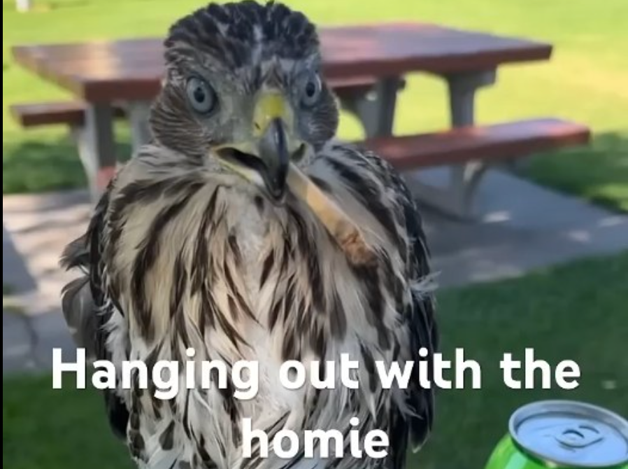 Cooper's hawks are protected under the Migratory Bird Treaty Act, which makes the capture of them illegal