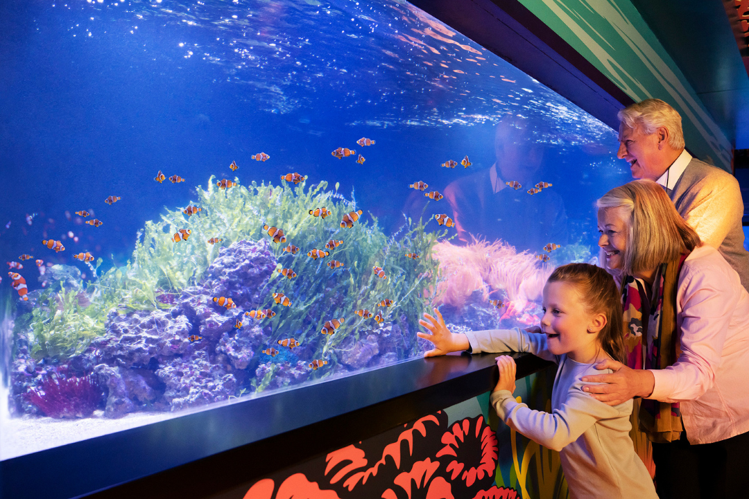 Merlin’s Sea Life Centres are perfect for rainy days