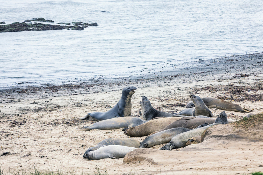 Hundreds of Año Nuevo State Park tours were canceled this week as agencies investigate illnesses and deaths among a small number of elephant seals, pups and seabirds