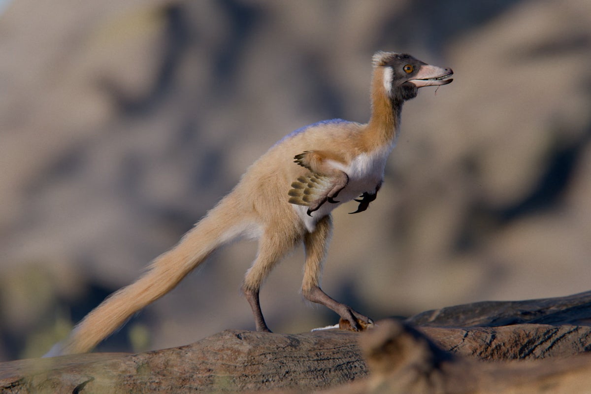 Alnashetri cerropoliciensis: Tiny fossil discovered in near-perfect condition of dinosaur smaller than a crow – UK Times