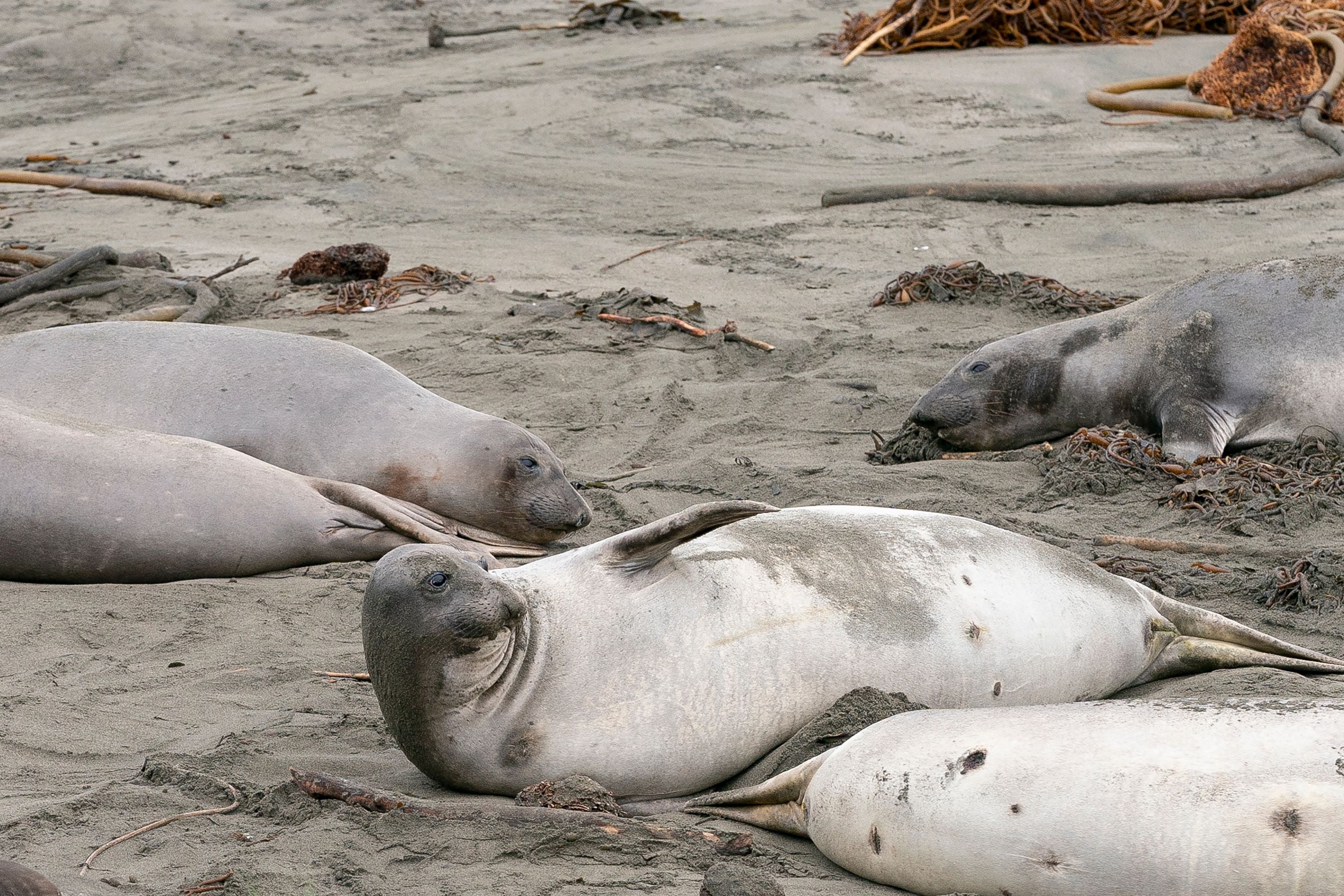 Tests have been conducted to find the cause of the illnesses and deaths recorded among the elephant seal population.
