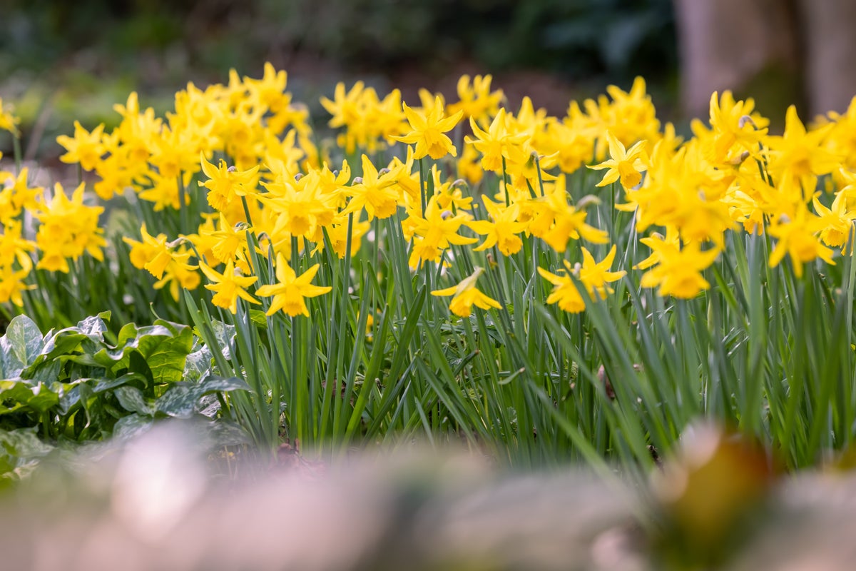 Warmer weather set to bring ‘welcome explosion’ of spring colour, RHS says