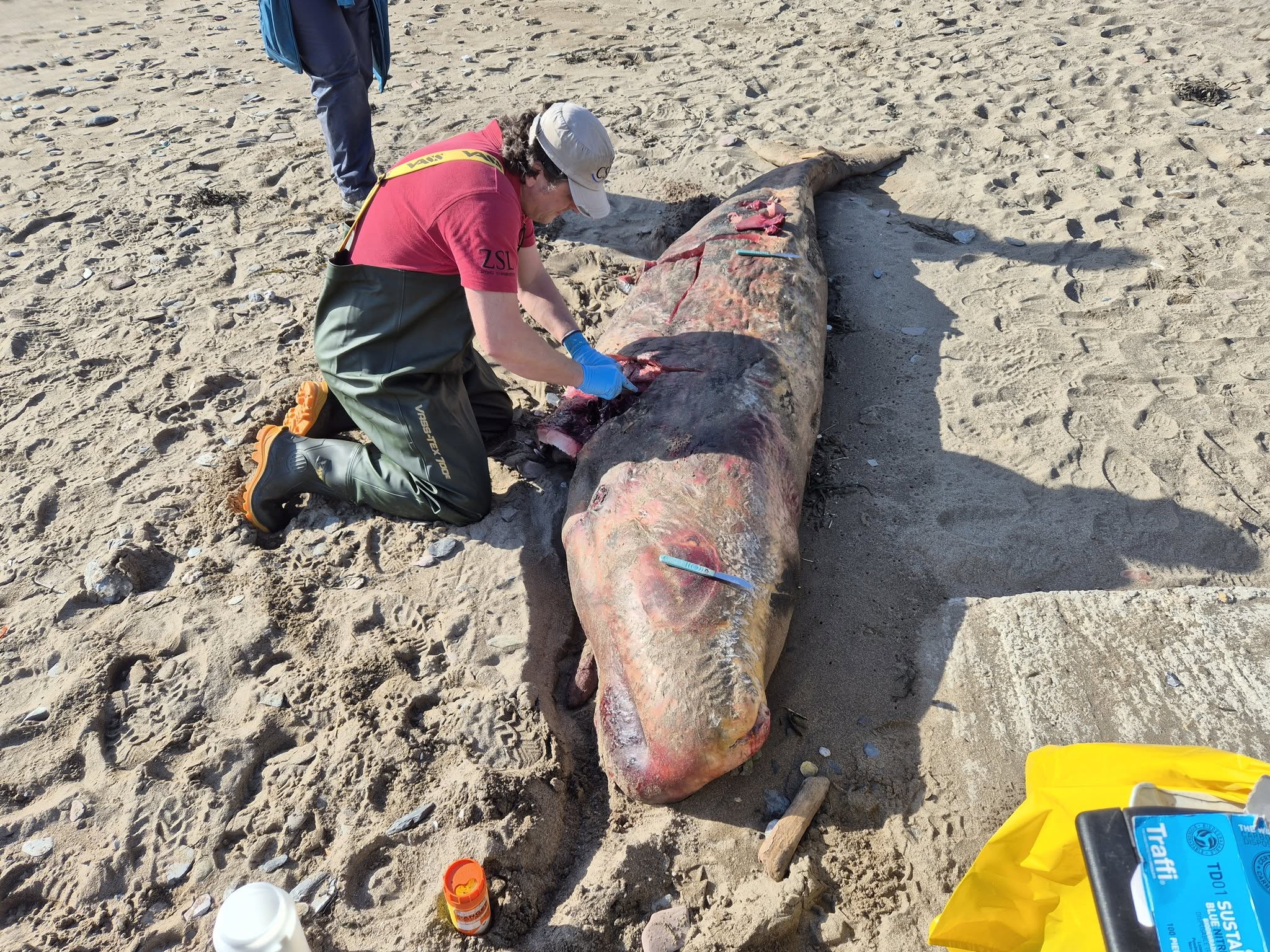 The newborn whale was just 12 feet long