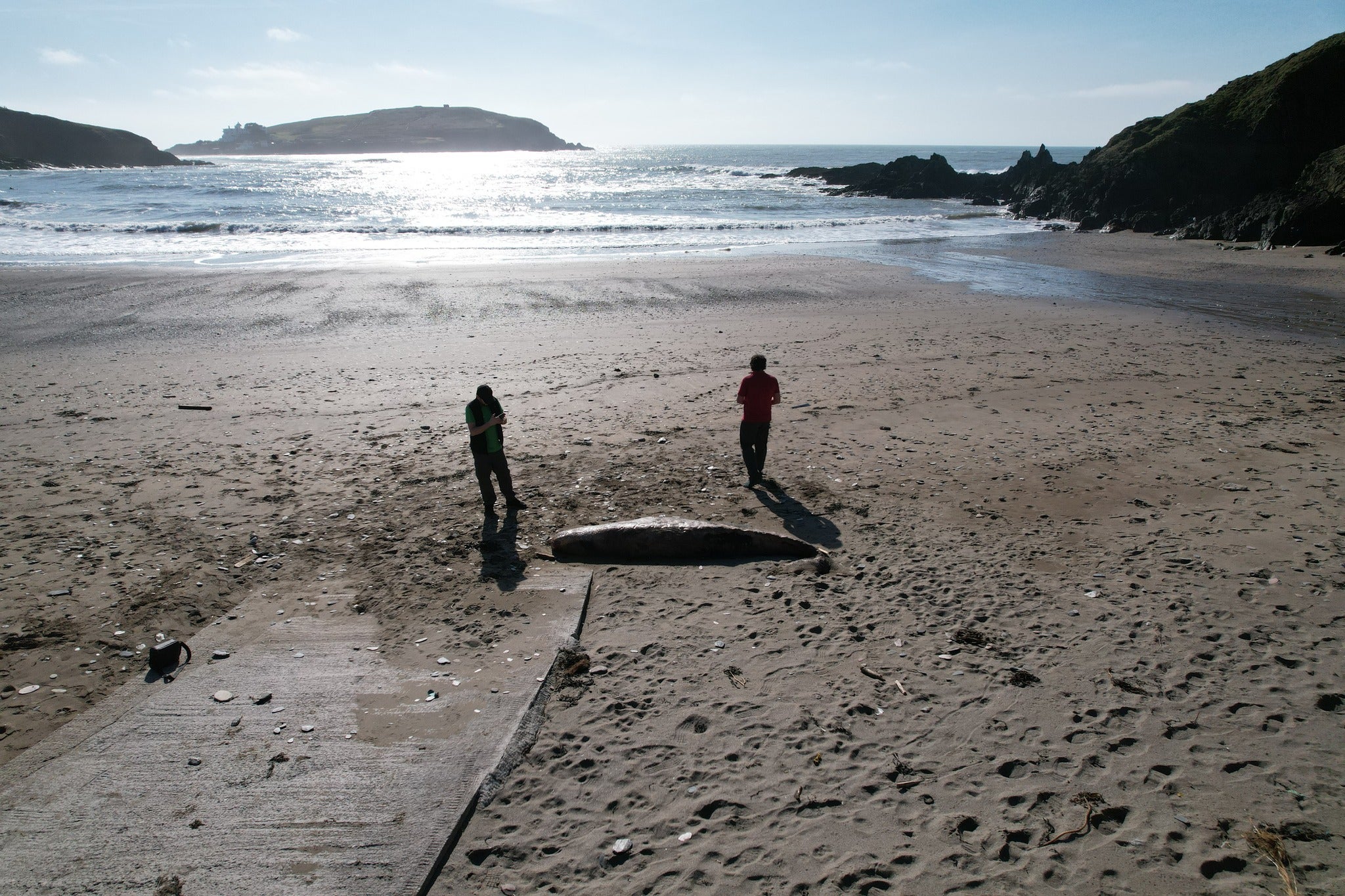 Youngest sperm whale ever recorded in England found dead on beach
