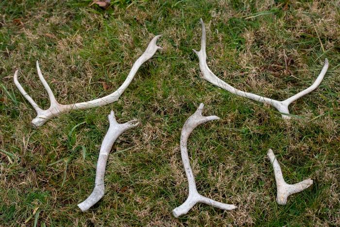 Caribou antlers from the Arctic National Wildlife Refuge