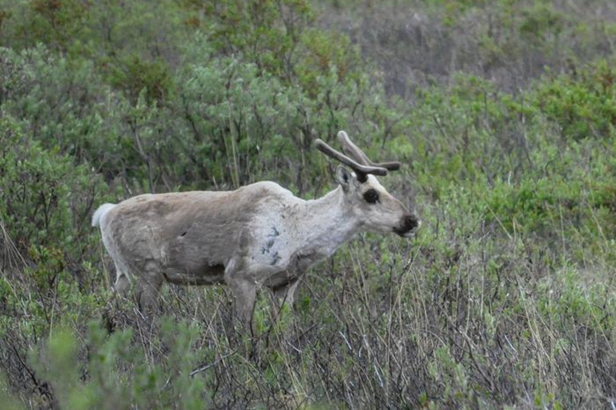 Caribou found eating own body part to survive after epic Arctic migration: ‘My jaw dropped’ – UK Times Caribou found eating own body part to survive after epic Arctic migration: ‘My jaw dropped’ – UK Times