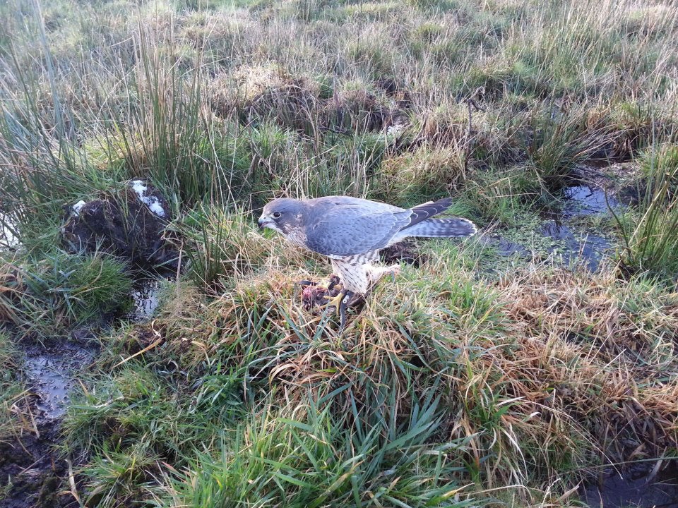 The Nicholas brothers run their raptor business on adjoining land