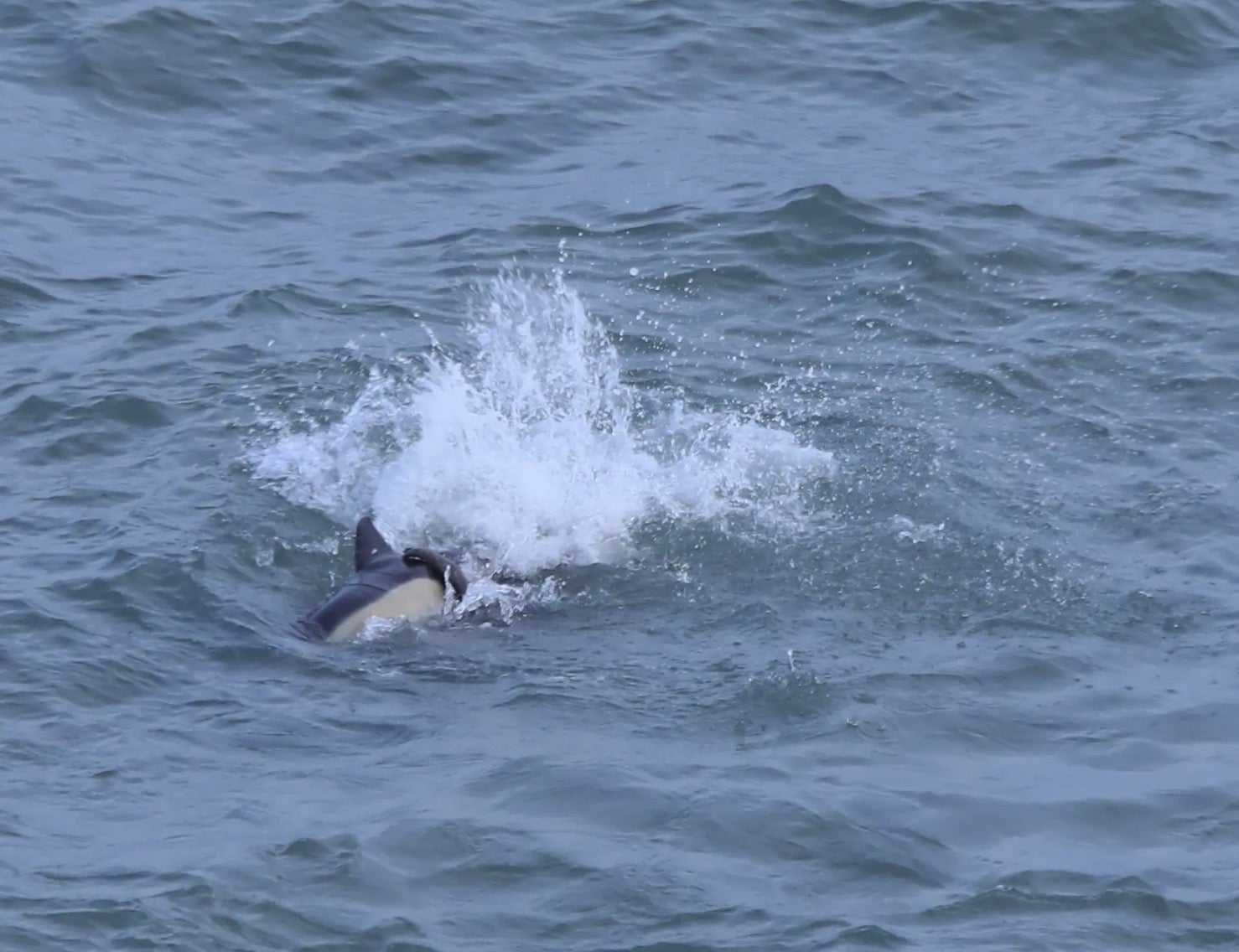 Seals have begun killing and eating dolphins  and no-one knows why